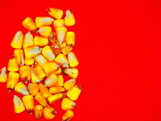 bright yellow corn seeds on a red background