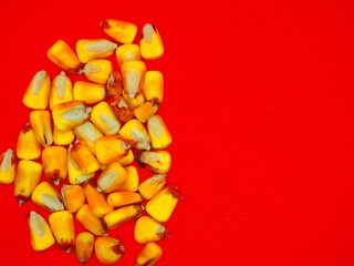 bright yellow corn seeds on a red background
