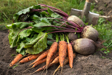 Autumn harvest of fresh raw carrot and beetroot with shovel on soil ground in garden closeup....
