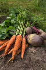 Autumn harvest of fresh raw carrot and beetroot on soil ground in garden close up. Harvesting...