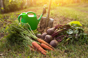Autumn harvest of fresh raw carrot, beetroot and potato on soil ground in garden on sun in...