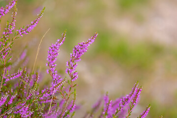 Selective focus of purple flowers in the filed, Calluna vulgaris (heath, ling or simply heather) is the sole species in the genus Calluna, Flowering plant family Ericaceae, Nature floral background.