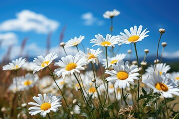 A beautiful sunny spring or summer meadow. Natural colorful panoramic landscape with many wild flowers of daisies against blue sky