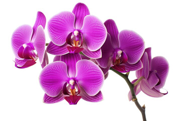Obraz premium Branch of blooming orchid isolated on white background