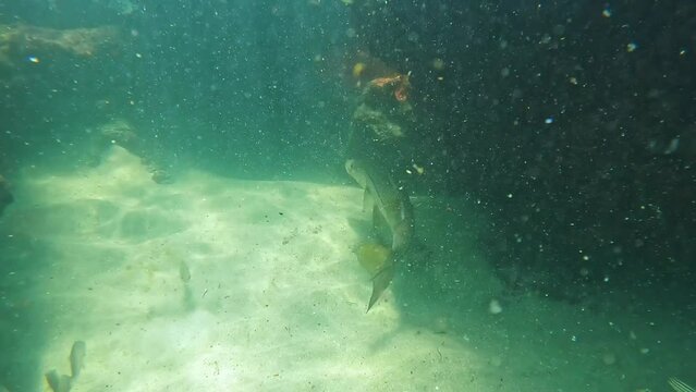 A snook fish swimming among the rock and coral reef in Red Reef Park in Boca Raton, Florida