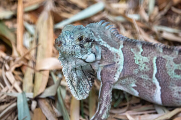 Iguana-verde