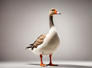 Goose Posing on a White Canvas