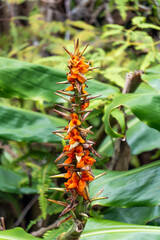 orange flower in the garden