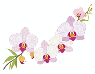 Fototapeta na wymiar garland of orchids for decoration, greeting cards, posters, or social media
