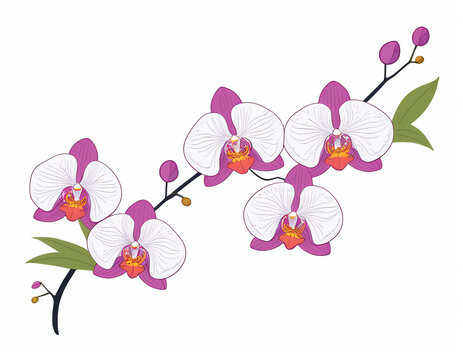 garland of orchids for decoration, greeting cards, posters, or social media