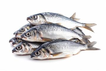 Obraz premium A Pile of Fresh Silver Barb Fish on an Isolated White Background
