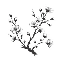 Sakura blossom illustration. Black and white, sakura, apple tree branch, hand draw doodle vector illustration. Cute black ink art, isolated on white background. Realistic floral bloom sketch.