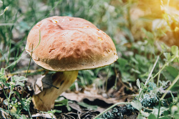 Pair of fresh edible mushrooms Young porcini mushrooms in the woods.