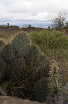 Nopales en tierras abandonadas