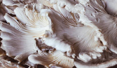 Bunch of Oyster mushrooms close up. Vegetarian food, healthy diet mushroom