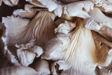 Bunch of Oyster mushrooms close up. Vegetarian food, healthy diet mushroom