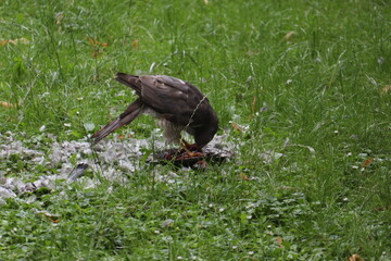 common buzzard in grass