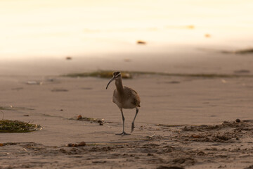 A Long Billed Curlew walks along the edge of the waterline on the California coast at sunset while hunting for invertebrates in the sand.