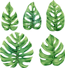 set of illustrations of tropical leaves, elements suitable for summer fabric print patterns