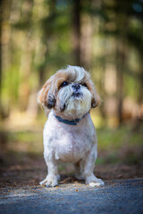 shih tzu dog walks in the forest in summer