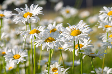 Fototapeta premium Wild daisy flowers growing on meadow, lawn, white chamomiles on green grass background. Oxeye daisy, Leucanthemum vulgare, Daisies, Common daisy, Dog daisy, Gardening concept.