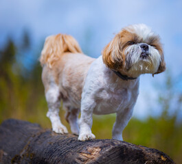 shih tzu dog sits on a tree stump in the summer