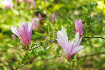 Magnolia tree branch blossom in springtime garden on green leaves background. Blooming pink magnolia outdoor in public park, gardening, landscape design.