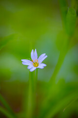 Fototapeta premium wild plants in the forest in summer