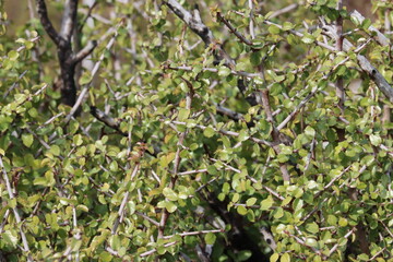 Spiny Redberry, Rhamnus Crocea, a native polygamodioecious shrub displaying simple alternate dentately serrulate margined elliptically obovate leaves during Winter in the Santa Ana Mountains.