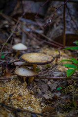 wild mushrooms in the forest in summer