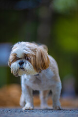 shih tzu dog walks in the forest in summer