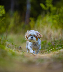 shih tzu dog walks in the forest in summer