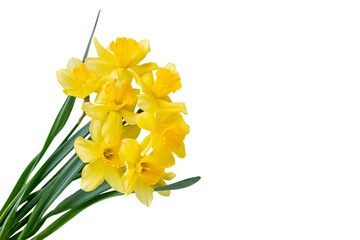 Beautiful bouquet of yellow daffodils or narcissus isolated on white, transparent background, PNG. Blooming spring flowers, Easter bells. Spring greeting card, invitation card, birthday, mother's day