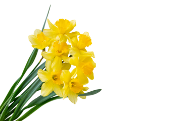 Beautiful bouquet of yellow daffodils or narcissus isolated on white, transparent background, PNG. Blooming spring flowers, Easter bells. Spring greeting card, invitation card, birthday, mother's day