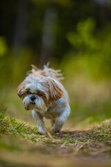 shih tzu dog walks in the forest in summer