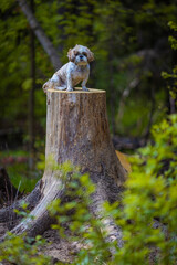 shih tzu dog sits on a tree stump in the summer