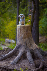 shih tzu dog sits on a tree stump in the summer