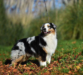 un perro pastor australiano posando en el parque