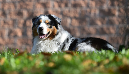 a beautiful australian shepherd dog in the park