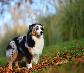 a beautiful australian shepherd dog in the park