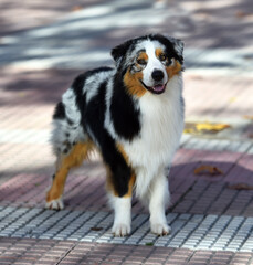 a beautiful australian shepherd dog in the park