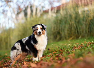a beautiful australian shepherd dog in the park