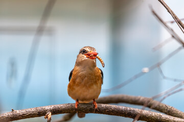 Brown-hooded Kingfisher (Halcyon albiventris) in Sub-Saharan Africa