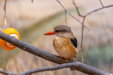 Brown-hooded Kingfisher (Halcyon albiventris) in Sub-Saharan Africa