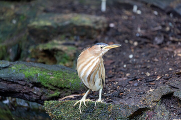 Little Bittern (Ixobrychus minutus) in Madagascar