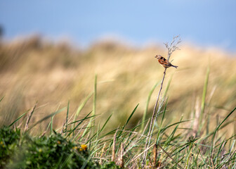 Linnet (Linaria cannabina) on Bull Island, Dublin