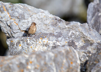 Linnet (Linaria cannabina) on Bull Island, Dublin