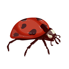 Colorful winged red ladybug insect.Vector graphics.