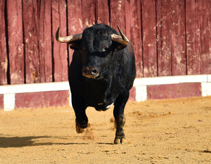 un toro bravo español corriendo en una plaza de toros durante un espectaculo taurino en españa - 716036200