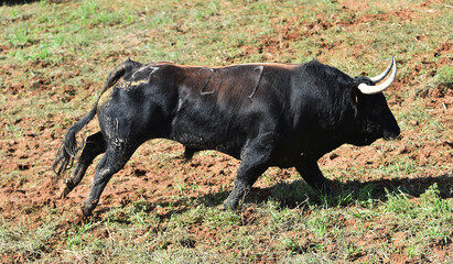 un toro bravo español corriendo en una plaza de toros durante un espectaculo taurino en españa - 716036222